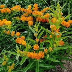 10 Butterfly Weed Bare Root Plants - Asclepias Tuberosa Milkweed Native Wildflower - Image 6