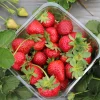 10 Camarosa Bare Root Strawberry Plants – June Bearing, Early Season, High Yield - Image 1