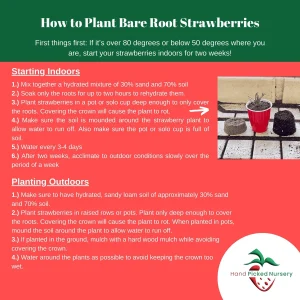 10 Camarosa Bare Root Strawberry Plants – June Bearing, Early Season, High Yield - Image 4
