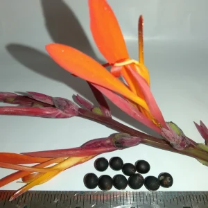 10 Canna Flower Seeds - Easy Grow, Multiple Colors, Edible Uses - Image 2