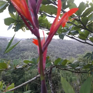 10 Canna Flower Seeds - Easy Grow, Multiple Colors, Edible Uses - Image 3