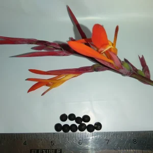 10 Canna Flower Seeds - Easy Grow, Multiple Colors, Edible Uses - Image 4