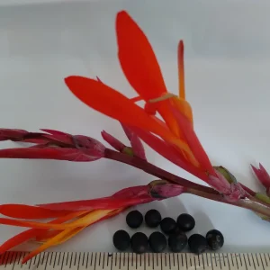 10 Canna Flower Seeds - Easy Grow, Multiple Colors, Edible Uses - Image 6