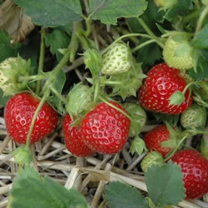 10 Cardinal Strawberry Bare Roots - Fragaria x ananassa Live Plant for Home Garden - Image 5