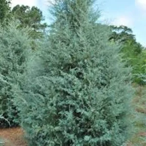 10 Carolina Sapphire Cypress Live Plant - Tall Evergreen Blue, 4-6" Bare Root Starter - Image 1