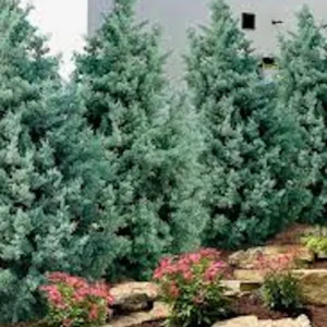 10 Carolina Sapphire Cypress Live Plants – Evergreen Starter – 4-6