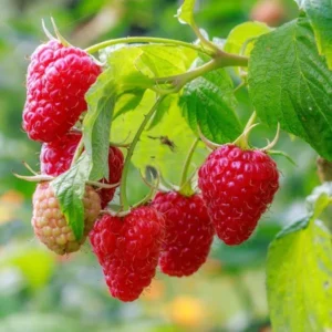10 Cascade Delight Red Raspberry Starter Plug - Rubus idaeus - Image 6