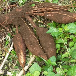10 Cassava Cuttings - Manihot Esculenta - Easy to Grow Tuber Plant - Image 2