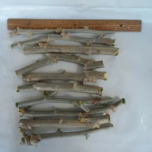 10 Cassava Cuttings - Manihot Esculenta - Easy to Grow Tuber Plant - Image 4