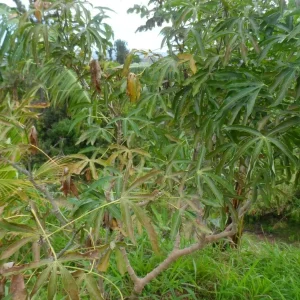 10 Cassava Cuttings - Manihot Esculenta - Easy to Grow Tuber Plant - Image 5