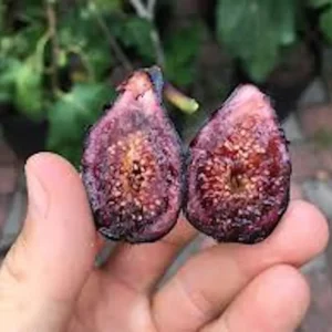 10 Celeste Fig Starter Plugs - Sweet Honey Fig Tree Live Plant - Image 8