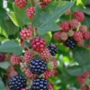 10 Chester Thornless Blackberry Starter Plugs - Live Plant for Gardens - Image 1
