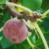 10 Chicago Hardy Fig Starter Plugs - Live Cold Tolerant Fig Tree Plants - Image 1