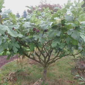 10 Chicago Hardy Fig Starter Plugs - Live Cold Tolerant Fig Tree Plants - Image 3