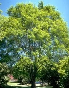 10 Chinese Lacebark Elm Bare Root Seedlings 6-12 inches Tall - Outdoor Shade Tree - Image 2