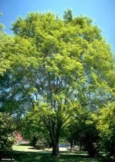 10 Chinese Lacebark Elm Bare Root Seedlings 6-12 inches Tall - Outdoor Shade Tree - Image 2