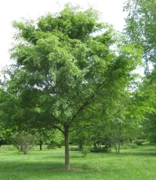 10 Chinese Lacebark Elm Bare Root Seedlings 6-12 inches Tall - Outdoor Shade Tree - Image 1