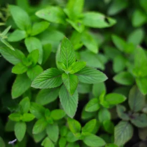 10 Chocolate Mint Live Plants - Culinary Herb Mentha Perennial for Garden - Image 2