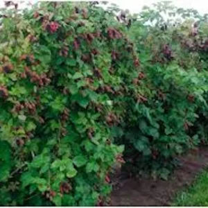 10 Columbia Star Thornless Blackberry Starter Plugs - Live Plants - Image 3