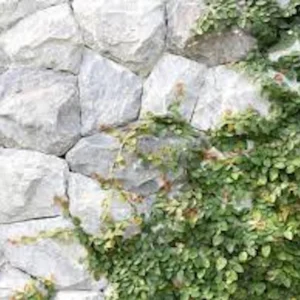 10 Creeping Fig Starter Plants - Ficus pumila Vine - Bare Root Landscape Plant - Image 2