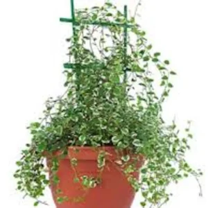 10 Creeping Fig Starter Plants - Ficus pumila Vine - Bare Root Landscape Plant - Image 4