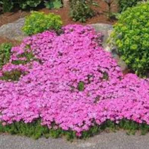 10 Creeping Phlox Pink Diamond Starter Plugs - Pink Flowering Groundcover - Image 3