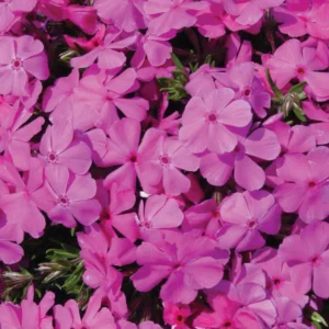 10 Creeping Phlox Pink Diamond Starter Plugs - Pink Flowering Groundcover - Image 1