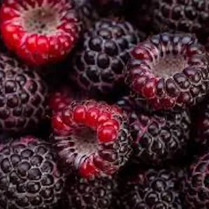 10 Cumberland Black Raspberry Live Plants - Rubus occidentalis - 2 Year Old Fruit Plant - Image 3
