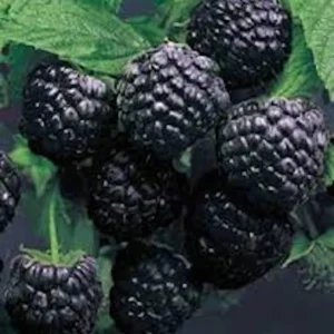 10 Cumberland Black Raspberry Live Plants - Rubus occidentalis - 2 Year Old Fruit Plant - Image 4