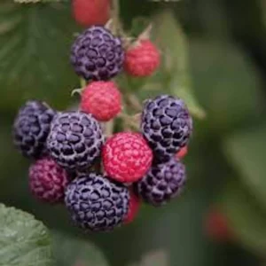 10 Cumberland Black Raspberry Live Plants - Rubus occidentalis - 2 Year Old Fruit Plant - Image 7