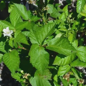 10 Darrow Blackberry Starter Plugs - Rubus fruticosus Live Plants - Cold Hardy Fruit Bush - Image 6