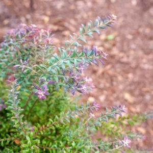 10 Darrow's Native Blueberry Starter Plug Plants - Vaccinium darrowii - Image 6