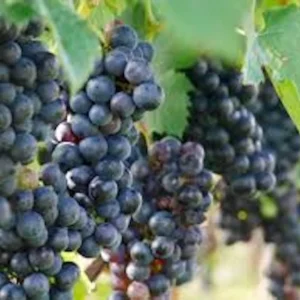 10 Delicious Muscadine Grape Vine Vitis Rotundifolia Live Starter Plant - Image 2