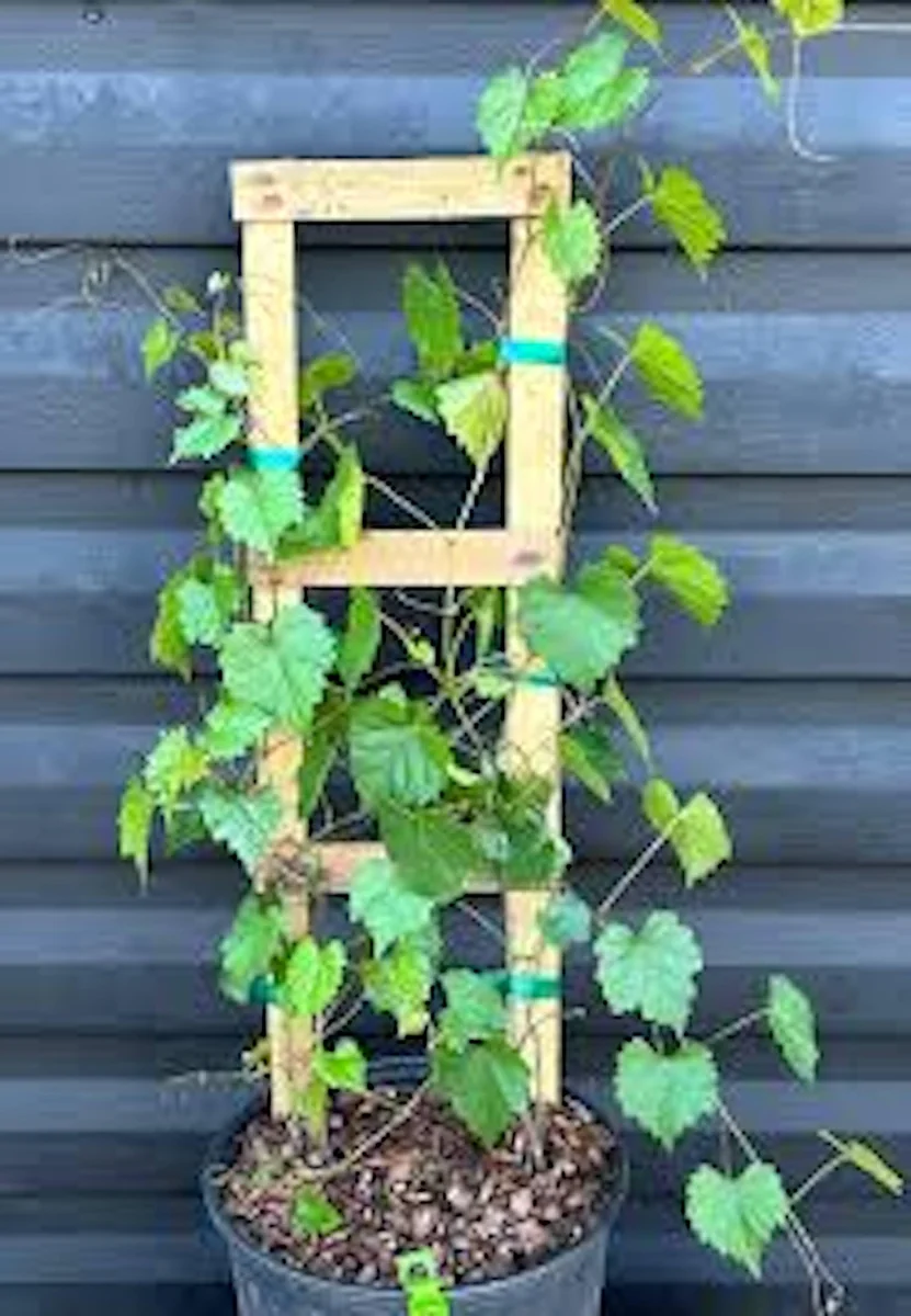 10 Delicious Muscadine Grape Vine Vitis Rotundifolia Live Starter Plant - Image 3
