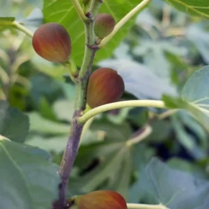 10 Dwarf Beer's Black Fig Tree Starter Plugs - Live Plant Ficus carica - Image 7