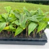 10 Dwarf Cavendish Banana Plant Plugs - Cold Hardy Tropical Fruit Tree - Live Bare Root - Image 1