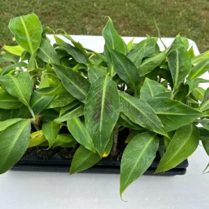 10 Dwarf Cavendish Banana Plant Plugs - Cold Hardy Tropical Fruit Tree - Live Bare Root - Image 3