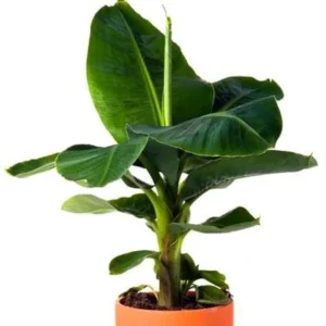 10 Dwarf Cavendish Banana Plant Plugs - Cold Hardy Tropical Fruit Tree - Live Bare Root - Image 5