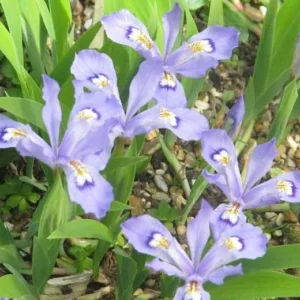10 Dwarf Crested Iris Plants Bare Root - Iris Cristata Native Wildflower - Image 10