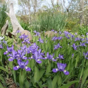 10 Dwarf Crested Iris Plants Bare Root - Iris Cristata Native Wildflower - Image 5