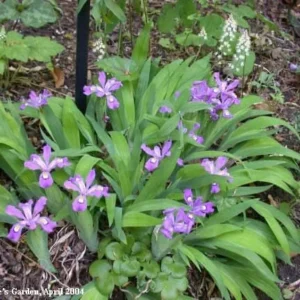 10 Dwarf Crested Iris Plants Bare Root - Iris Cristata Native Wildflower - Image 6