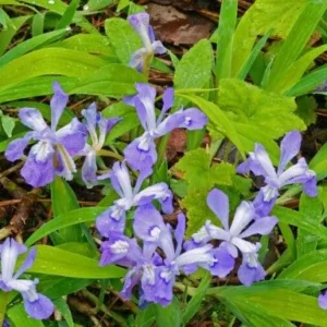 10 Dwarf Crested Iris Plants Bare Root - Iris Cristata Native Wildflower - Image 9