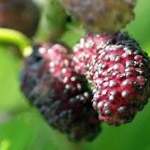 10 Dwarf Everbearing Mulberry Tree Starters - Bare Root Fruit Plant, Cold Hardy - Image 7