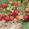 10 Earliglow Strawberry Bare Roots - Fragaria x ananassa - Sweet, Early Fruiting - Image 1