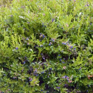 10 Emerald Blueberry Live Plant Plugs - Vaccinium corymbosum - Southern Highbush - Image 4