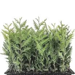 10 Emerald Green Arborvitae Live Plant – Privacy Tree – Bare Root Starter - Image 1