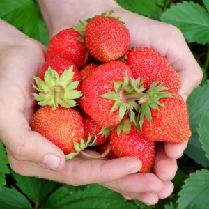 10 Everbearing Strawberry Plants - Bare Root Day Neutral High Yield - Image 1