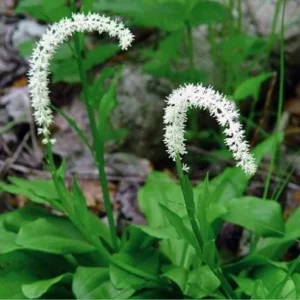 10 False Unicorn Chamaelirium Luteum Bare Root Plants Organic Wildflower - Image 10