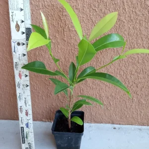 10 Florida Sapote Seeds - Manilkara Zapota Nispero Fruit Seeds - Tropical - Image 2