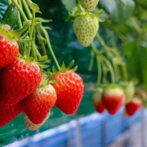 10 Fort Laramie Strawberry Bare Roots - Everbearing, Cold Hardy - Image 1